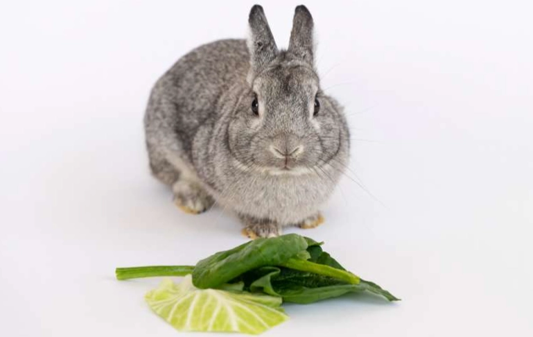 rabbit diet spinach