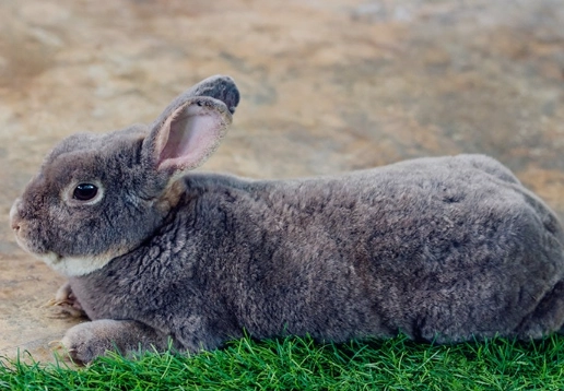 rabbit lifespan factors rabbit lifespan factors