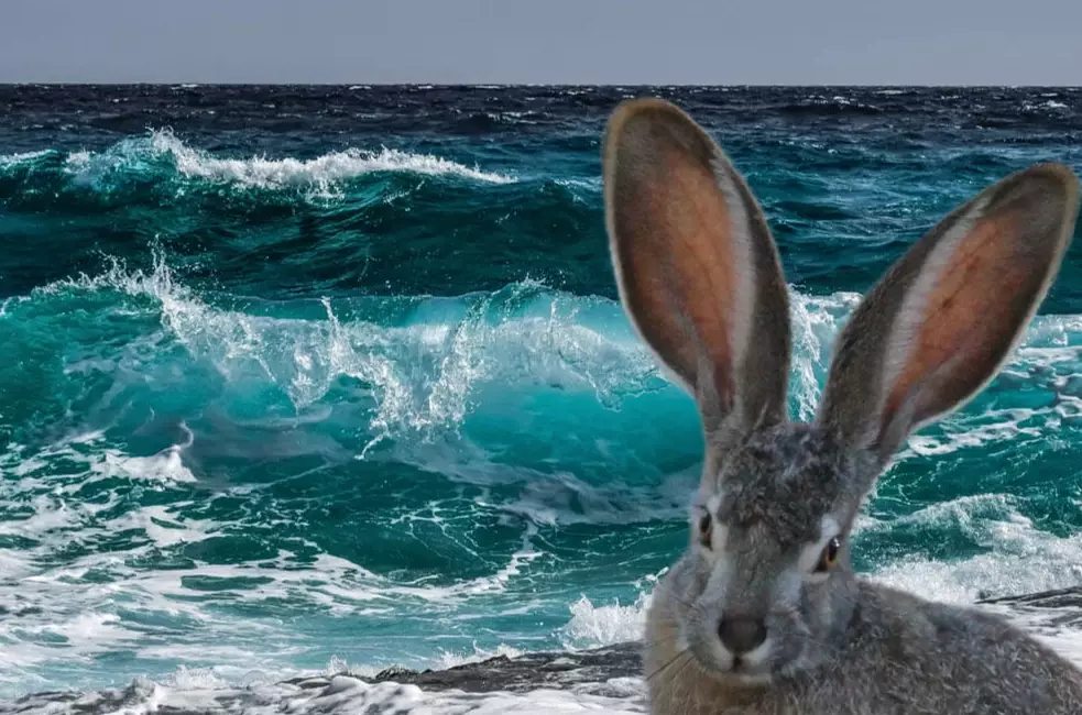 rabbit swimming