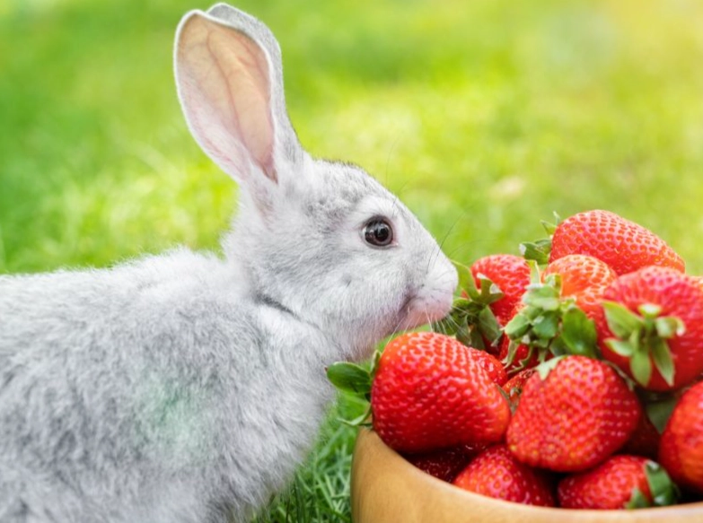 rabbit safe fruits