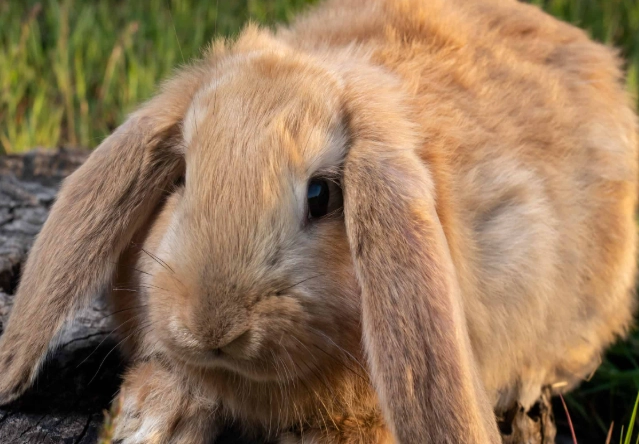 french lop rabbit