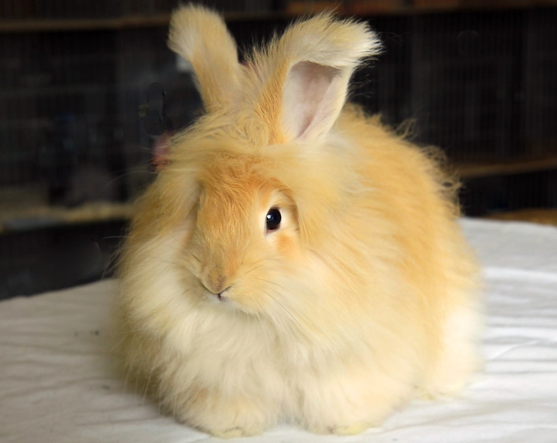 angora rabbit wool harvesting angora rabbit wool harvesting