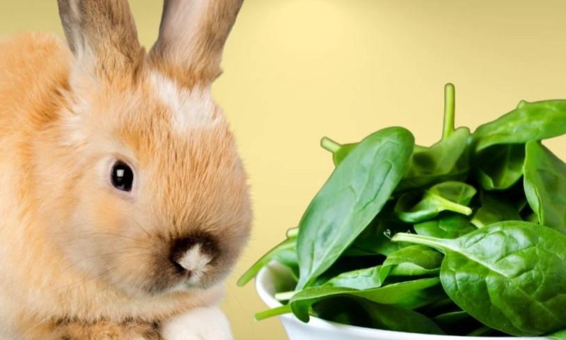 can rabbits eat spinach