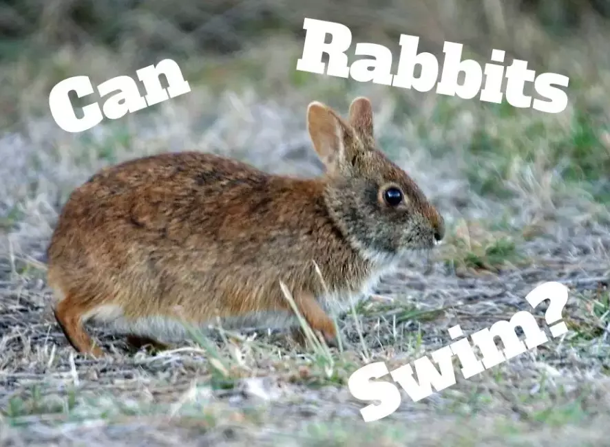 rabbit swimming