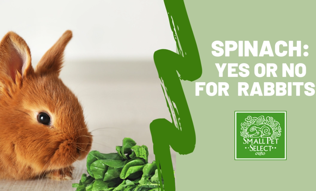 is spinach good for rabbits