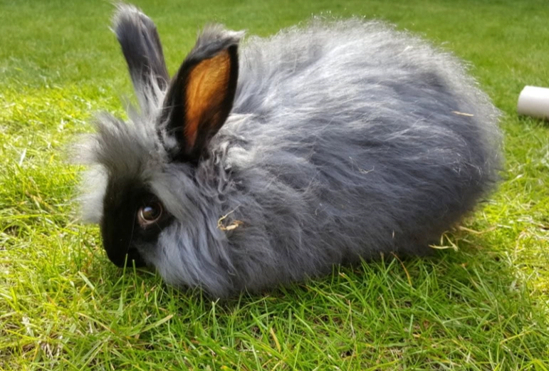 angora rabbit grooming