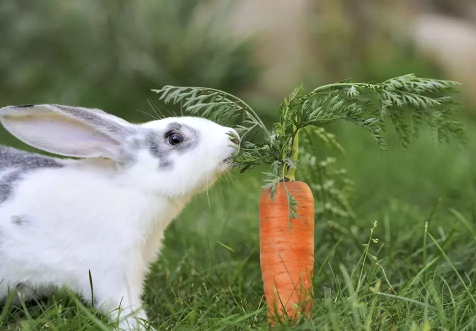rabbit diet rabbit diet