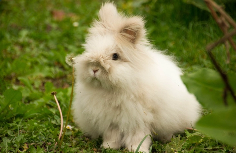 angora rabbit wool harvesting angora rabbit wool harvesting