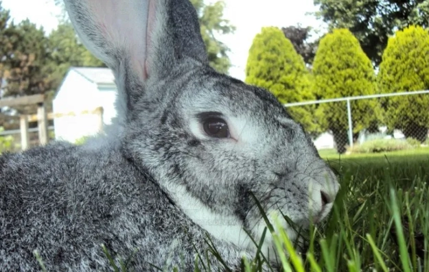 big chinchilla problems big chinchilla problems