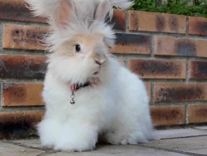 angora wool grooming