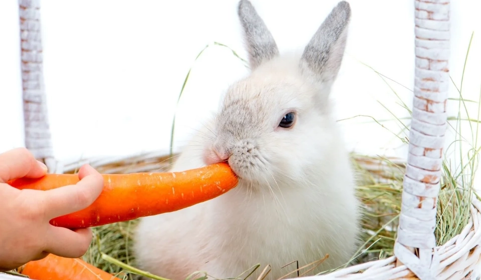 safe vegetables for rabbits safe vegetables for rabbits
