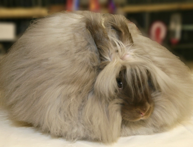 angora wool grooming