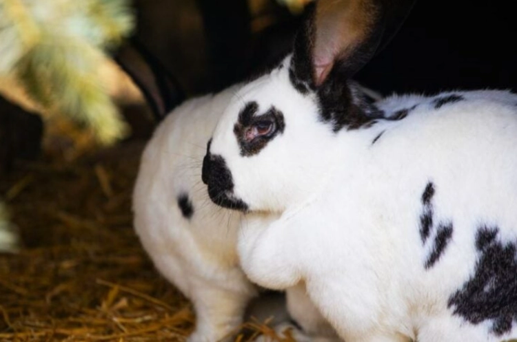 large rabbit housing
