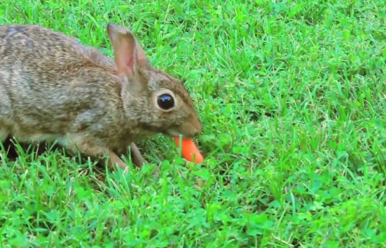 safe foods for wild rabbits safe foods for wild rabbits