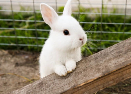 how long do rabbits live outdoors how long do rabbits live outdoors