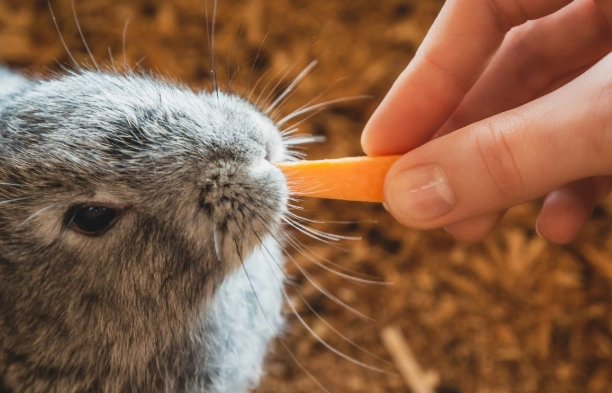 Can wild bunnies eat carrots?