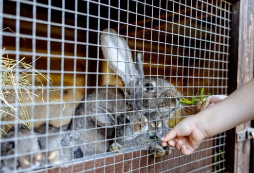 indoor rabbit lifespan