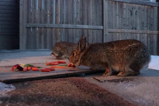 what to feed wild rabbits in yard what to feed wild rabbits in yard