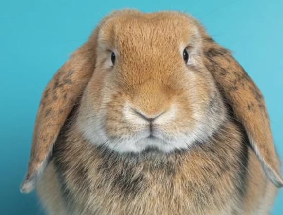 how long do pet rabbits live