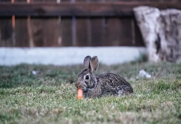 wild rabbits diet