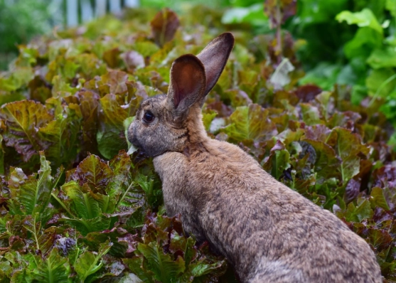 what to feed wild rabbits what to feed wild rabbits