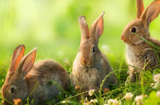 safe foods for rabbits safe foods for rabbits