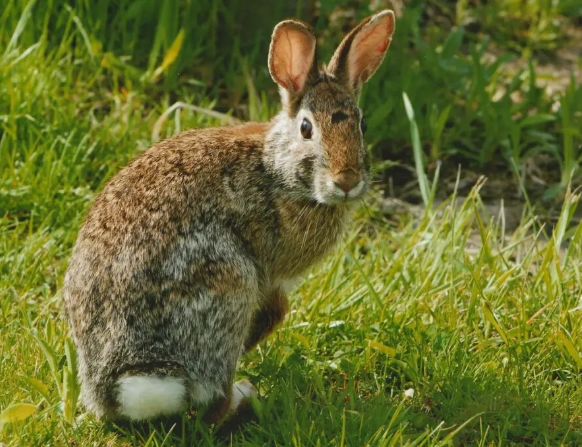 wild rabbit food wild rabbit food
