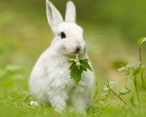 rabbit care for longevity