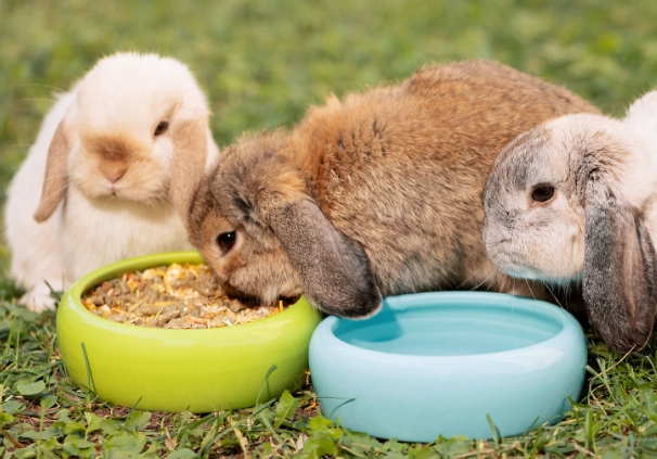 wild rabbit diet wild rabbit diet