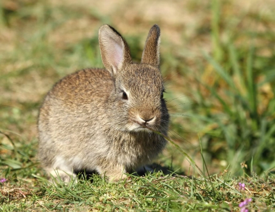 What can I feed wild rabbits in my yard?