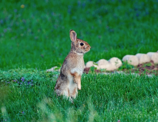 rabbit in yard meaning rabbit in yard meaning