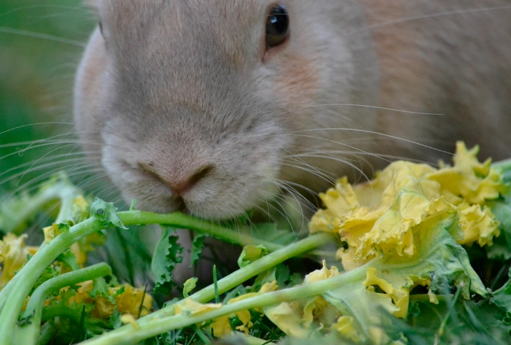 wild rabbit diet wild rabbit diet