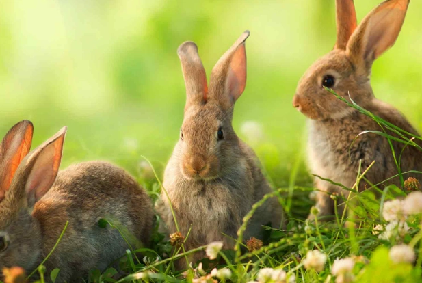 rabbit foraging habits rabbit foraging habits