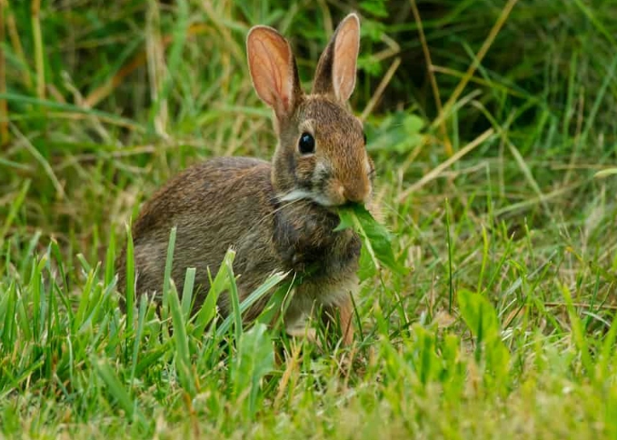 what do rabbits eat in Florida