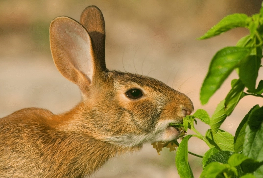 what do wild rabbits eat what do wild rabbits eat