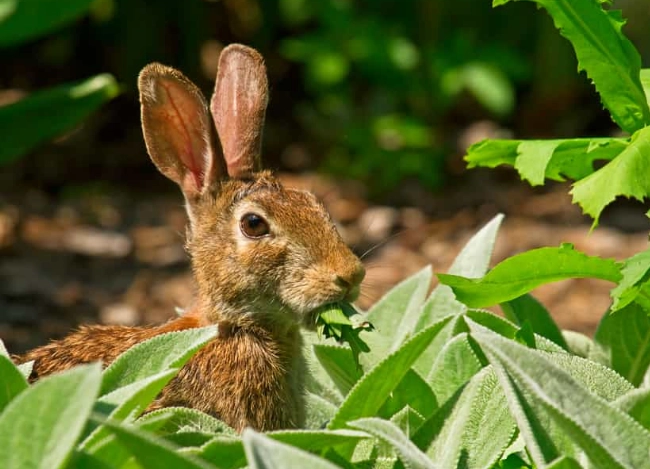 What do wild rabbits eat at night