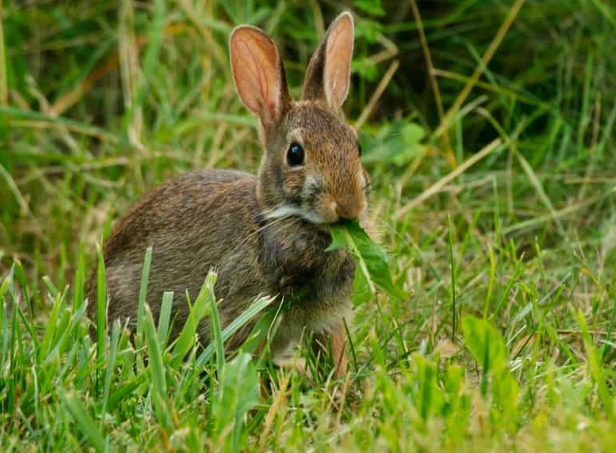 What do wild rabbits eat and drink