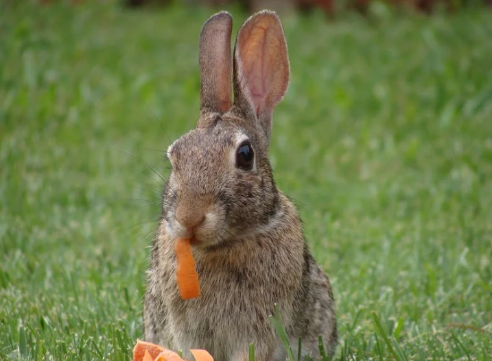 what do wild rabbits eat what do wild rabbits eat