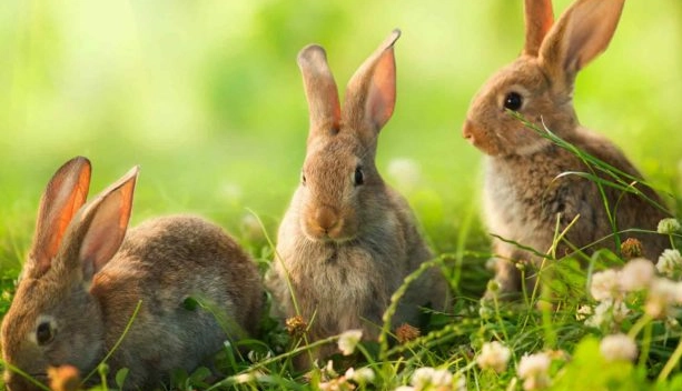 rabbit foraging rabbit foraging