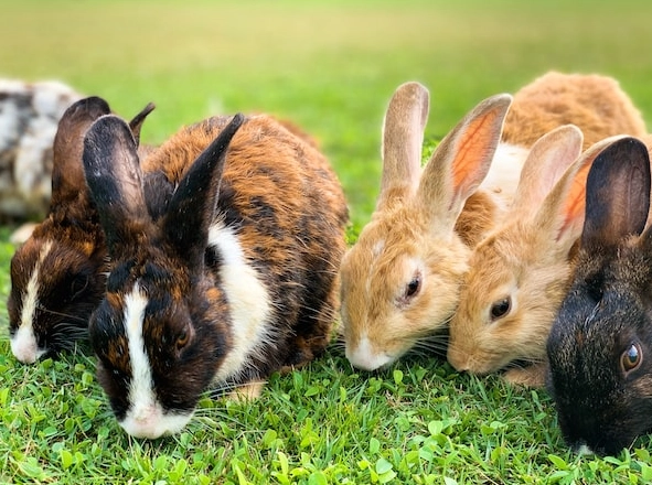 help wild rabbits in winter help wild rabbits in winter