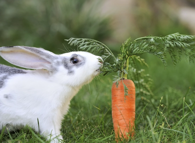 Do wild rabbits eat carrots