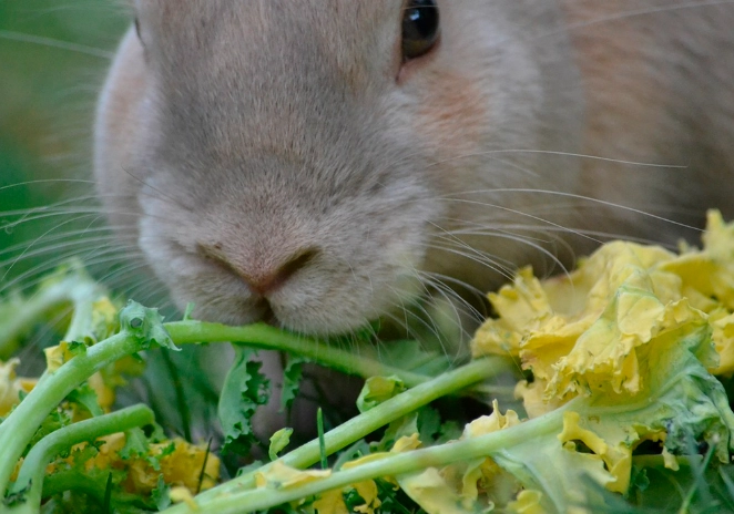 what do wild rabbits eat what do wild rabbits eat