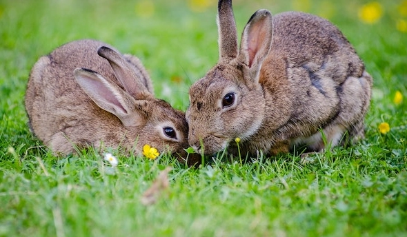 what to feed wild rabbits winter what to feed wild rabbits winter