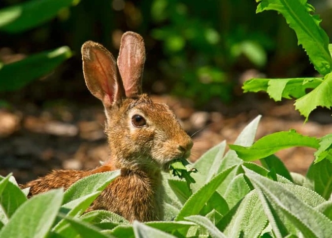 feeding wild rabbits human food