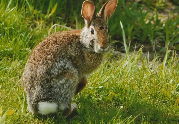 what do wild rabbits eat at night