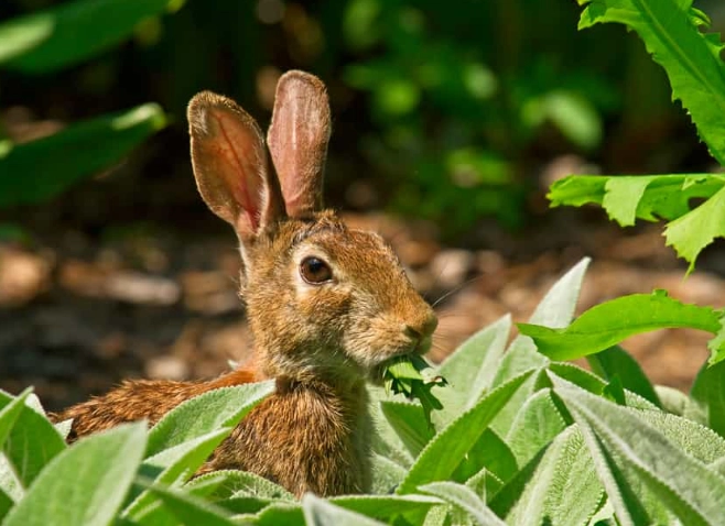 what do wild rabbits eat what do wild rabbits eat