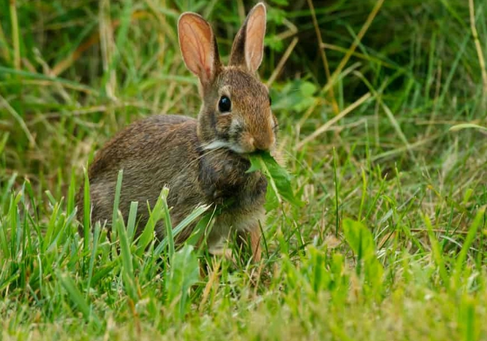 what to feed wild rabbits