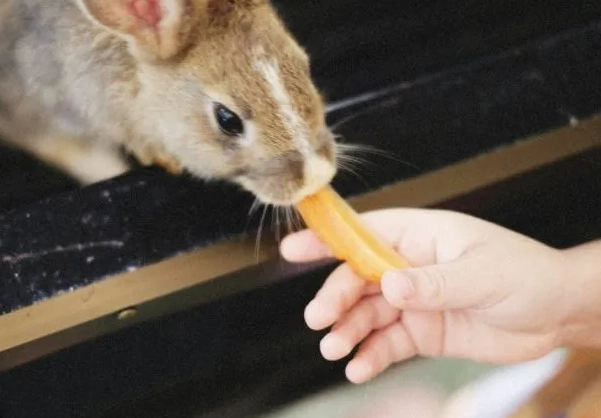 what to feed wild rabbits