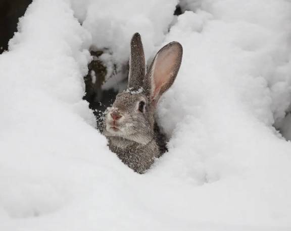 wild rabbits winter diet