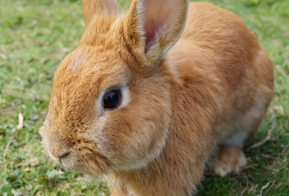 are dwarf rabbits high maintenance